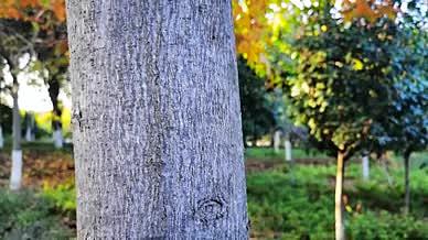 高清实拍秋天树上黄叶视频的预览图